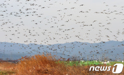 AI 3주 넘게 잠잠…겨울철새 북상하는 이달 말까지 고비
