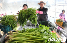 줄기가 두툼하고 속이 꽉찬 거창 ‘가조 온천 미나리’