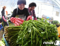  ‘가조 온천 미나리’ 맛보세요~!