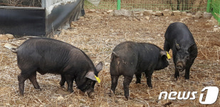 질병 강하고 육질 좋은 토종 재래돼지 산업 활성화