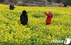 제주 유채꽃과 함꼐
