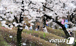 80리 벚꽃길…전주~군산 번영로 33㎞ 명성 되살린다