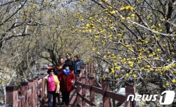 구례 산수유꽃길 걸으며 봄의 정취 만끽