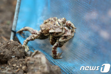 울산 중구, 장현저류지 인근 두꺼비 생태통로 설치