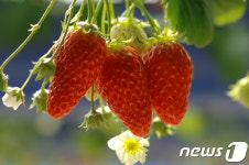 하동 옥종딸기 호주 첫 수출…5월까지 10톤