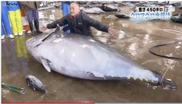 450kg 거대 참치 日수산시장에서 8755만원에 거래