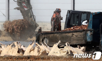 충북 음성 오리농장 '고병원성' AI 확진 판정