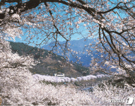 하동 화개장터 벚꽃축제, 내달 7∼8일 개최 