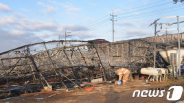 화성 한 양계장에 불...닭 6만여 마리 집단 폐사