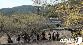 노오란 구례 산수유 꽃길 걸으며 봄 정취 만끽