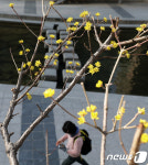 봄꽃 시샘하는 추위