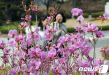 봄이 성큼, 활짝핀 진달래꽃