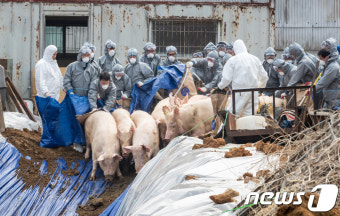 김포 구제역 돼지농가 살처분
