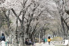 대구 동촌유원지 벚꽃길 산책