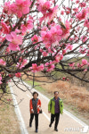 미세먼지 감소...홍매화길 산책