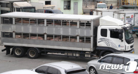 도축장으로 온 돼지들