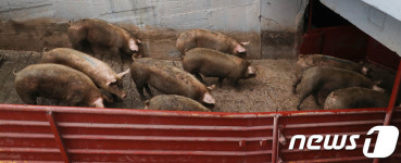 도축장으로 들어가는 돼지들