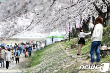 울산 무거천 벚꽃 인파