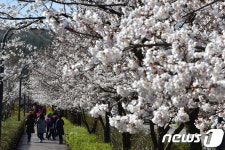 수원시, 봄꽃이 아름다운 명소 12곳 추천