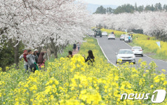 꽃길만 가시리 제36회 제주유채꽃축제 4월7~15일
