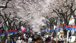 제주 벚꽃 축제에 몰린 인파