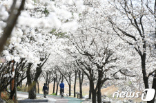 거창, 벚꽃 터널 아래에서