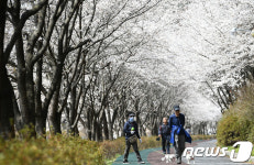 봄나들이는 거창 벚꽃 터널에서