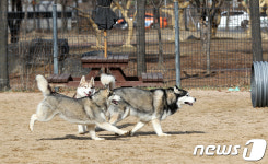 인천대공원에 반려동물 놀이터 생긴다