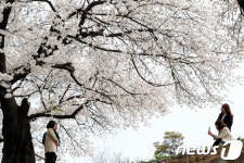 무심천 벚꽃 활짝