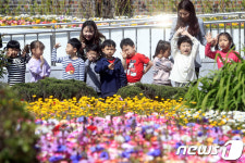 꽃이 너무 눈부셔…광주 북구청에 활짝 핀 봄꽃