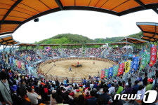 구제역 여파 진주소싸움 개장 경기 14일로 연기