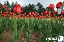 장흥 하늘빛수목원서 7~22일 봄맞이 튤립축제 