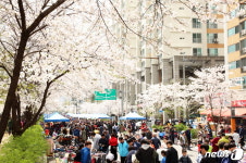 구로구 8차선 도로 한가운데서 벚꽃축제