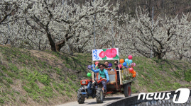 김천 자두꽃축제 7일 개최…자두·복숭아 2만그루 활짝