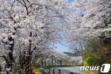 [화보] 봄봄봄 봄이 왔어요…내장호 주변 벚꽃 활짝