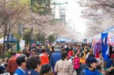 양천구 방아다리길에서 즐기는 봄맞이 벚꽃 주민 축제