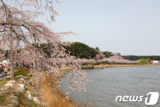 강릉 벚꽃과 경포호수