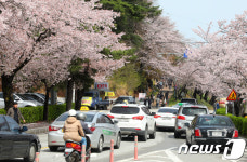 [화보] 강릉 경포벚꽃잔치 개막…관광객 몰려
