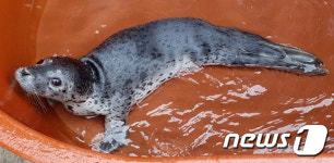 삼척 문암해변서 점박이물범 발견
