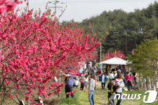 [단신]주문진 복사꽃축제 14~15일 개최