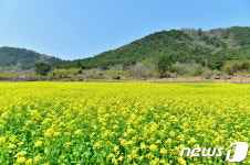 [화보] 고창 고인돌유적지 유채꽃 ‘만개’