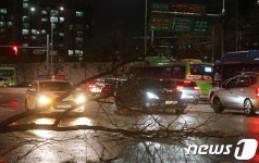강한 바람에 도로 덮친 가로수