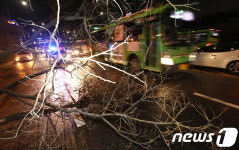 강풍특보 도로 덮친 가로수 