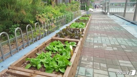 학교에 텃밭이…광진구 4개교에 상자텃밭 조성