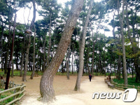울산 동구, 대왕암공원 송림 종합방제 실시