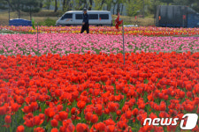 튤립에 물든 포항