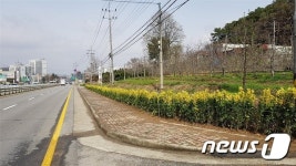 예산군, 금오대로변에 황금사철나무 식재