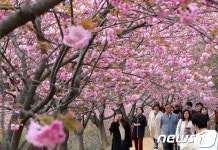 벚꽃이 져도 겹벚꽃은 활짝 