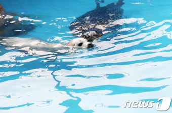 천연기념물 '점박이물범' 2마리 서울대공원 탄생…국내 첫 '경사'