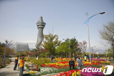튤립 만개한 속초 청초호유원지